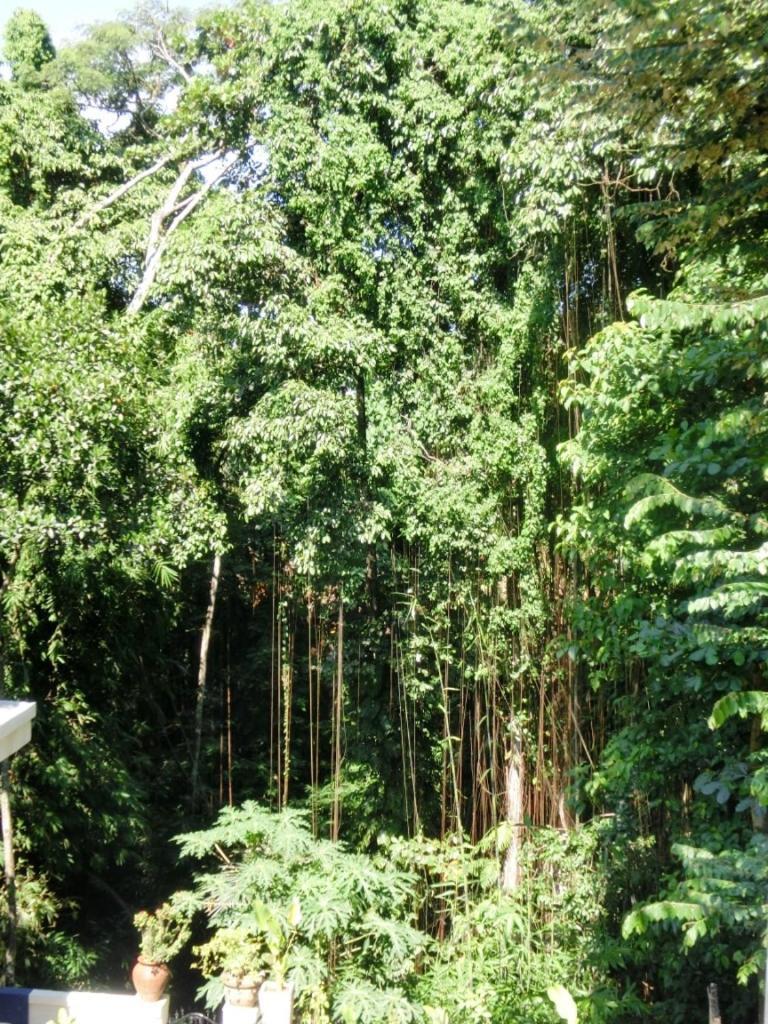 Latugu Homestay Ubud Værelse billede